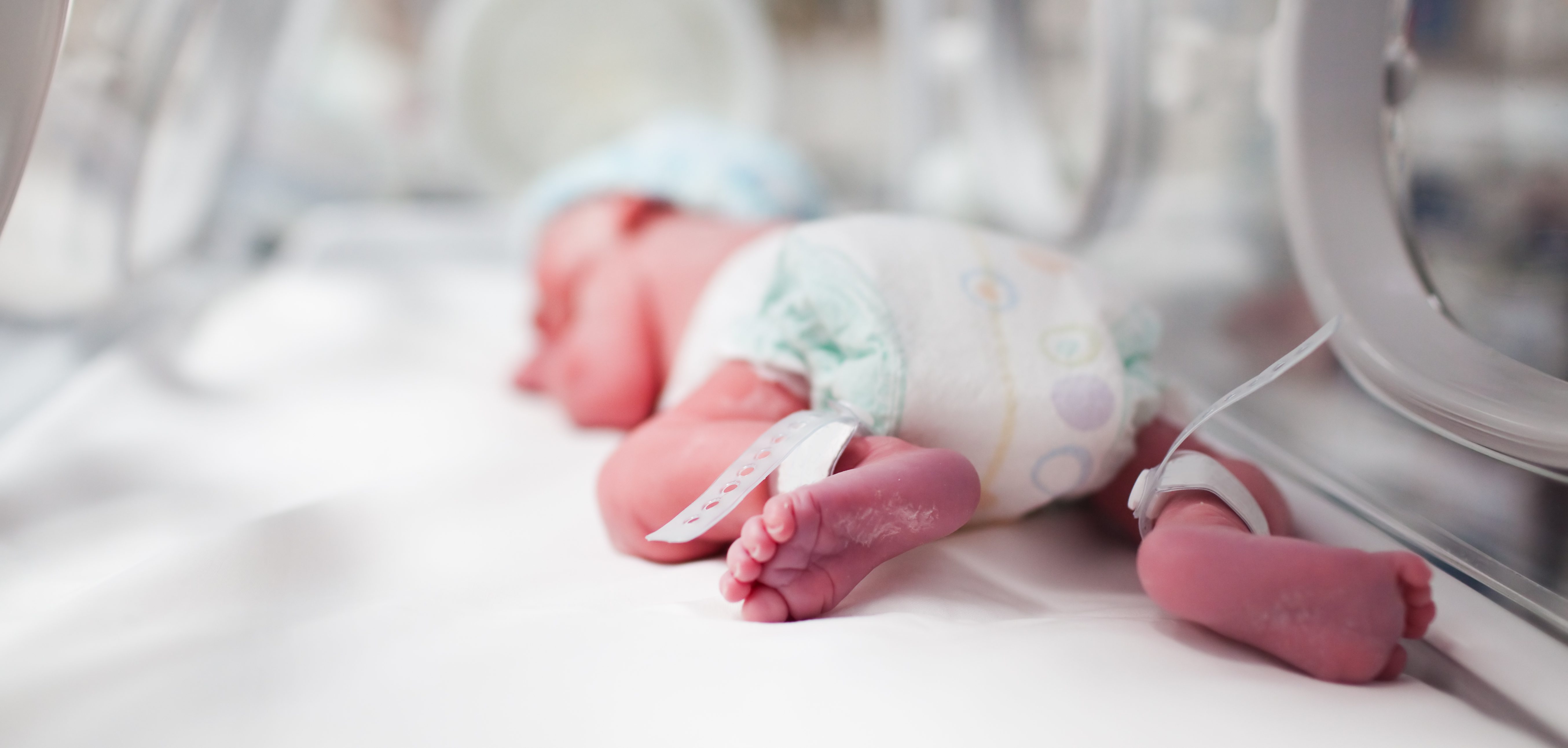 Incub shutterstock_50320807